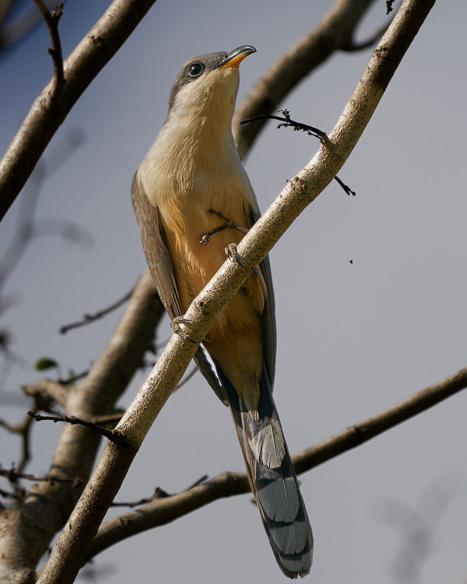 Mangrove Cuckoo - ML616829572