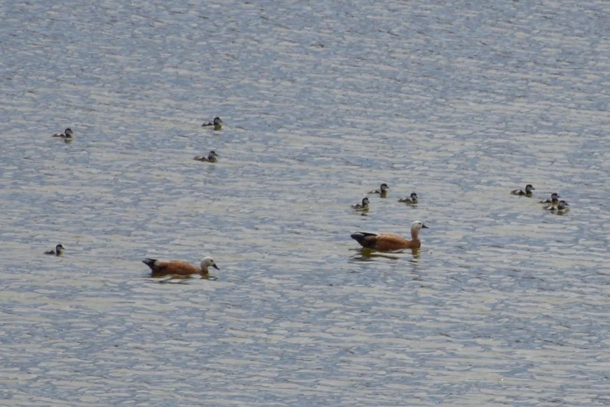 Ruddy Shelduck - ML616829603