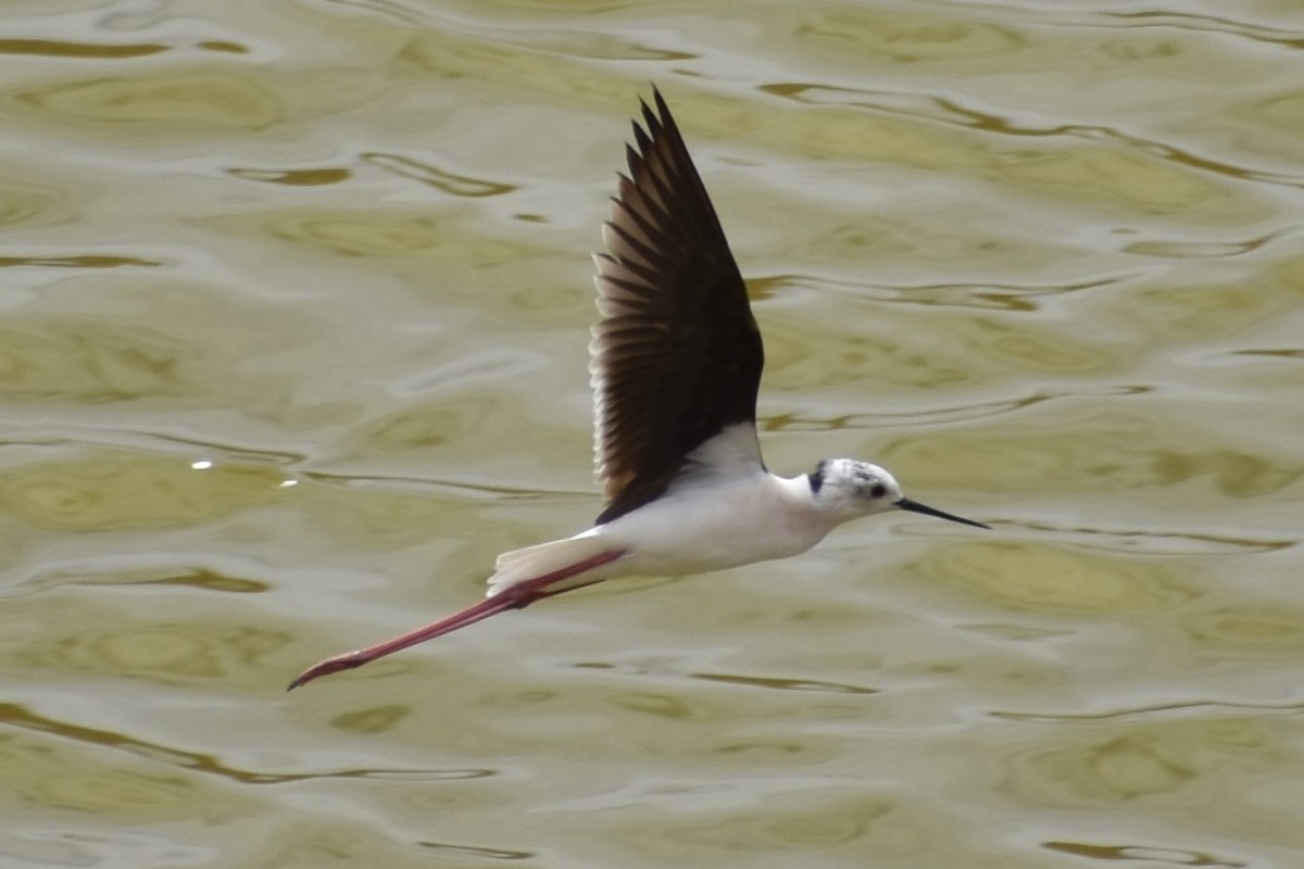 Black-winged Stilt - ML616829608