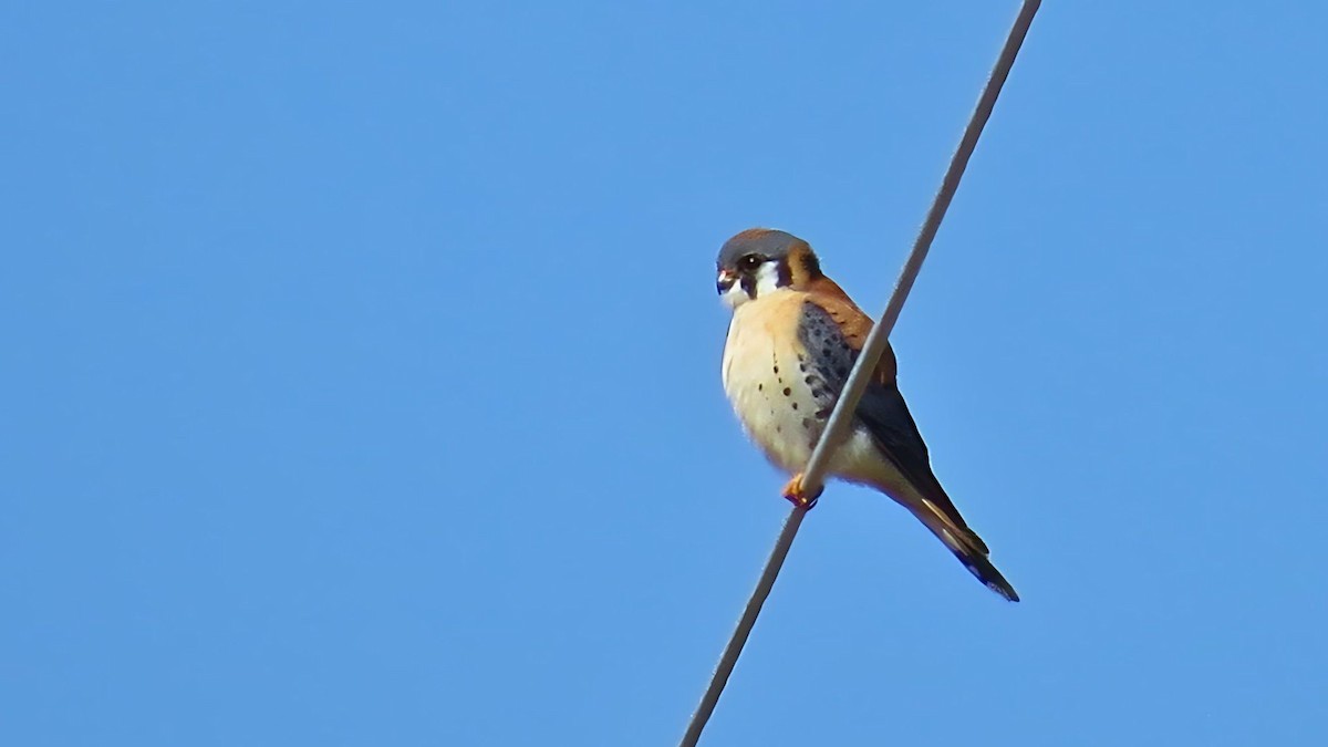 American Kestrel - ML616829694