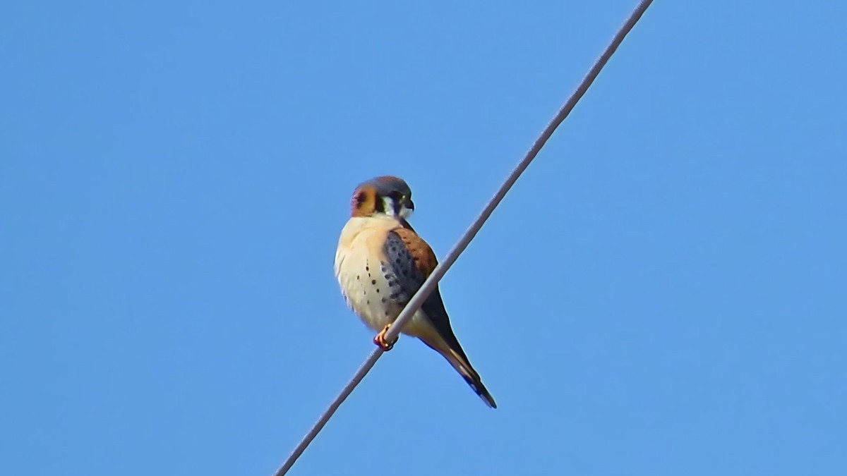 American Kestrel - ML616829695