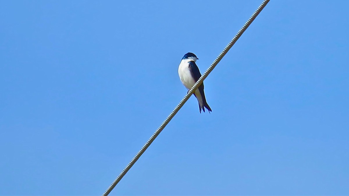 Tree Swallow - ML616829700