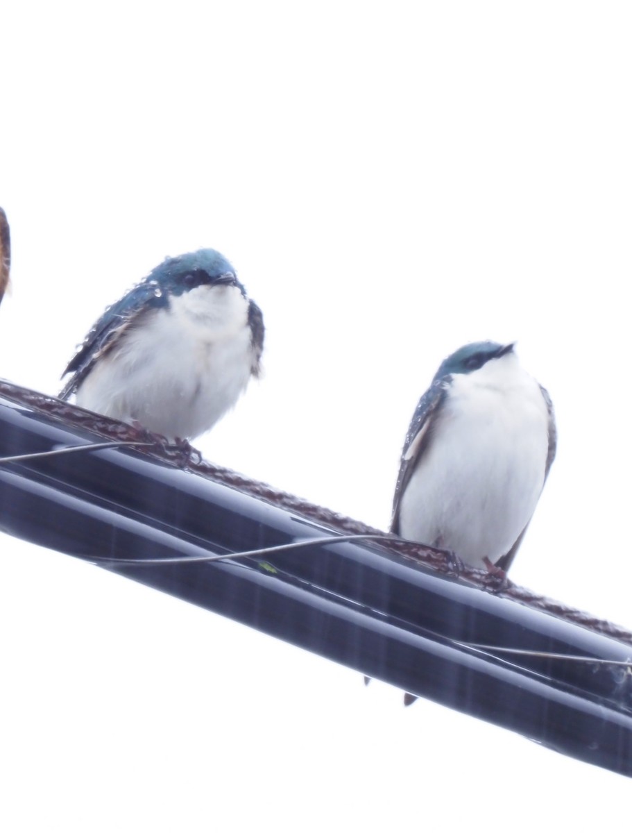 Tree Swallow - Warren Wolf