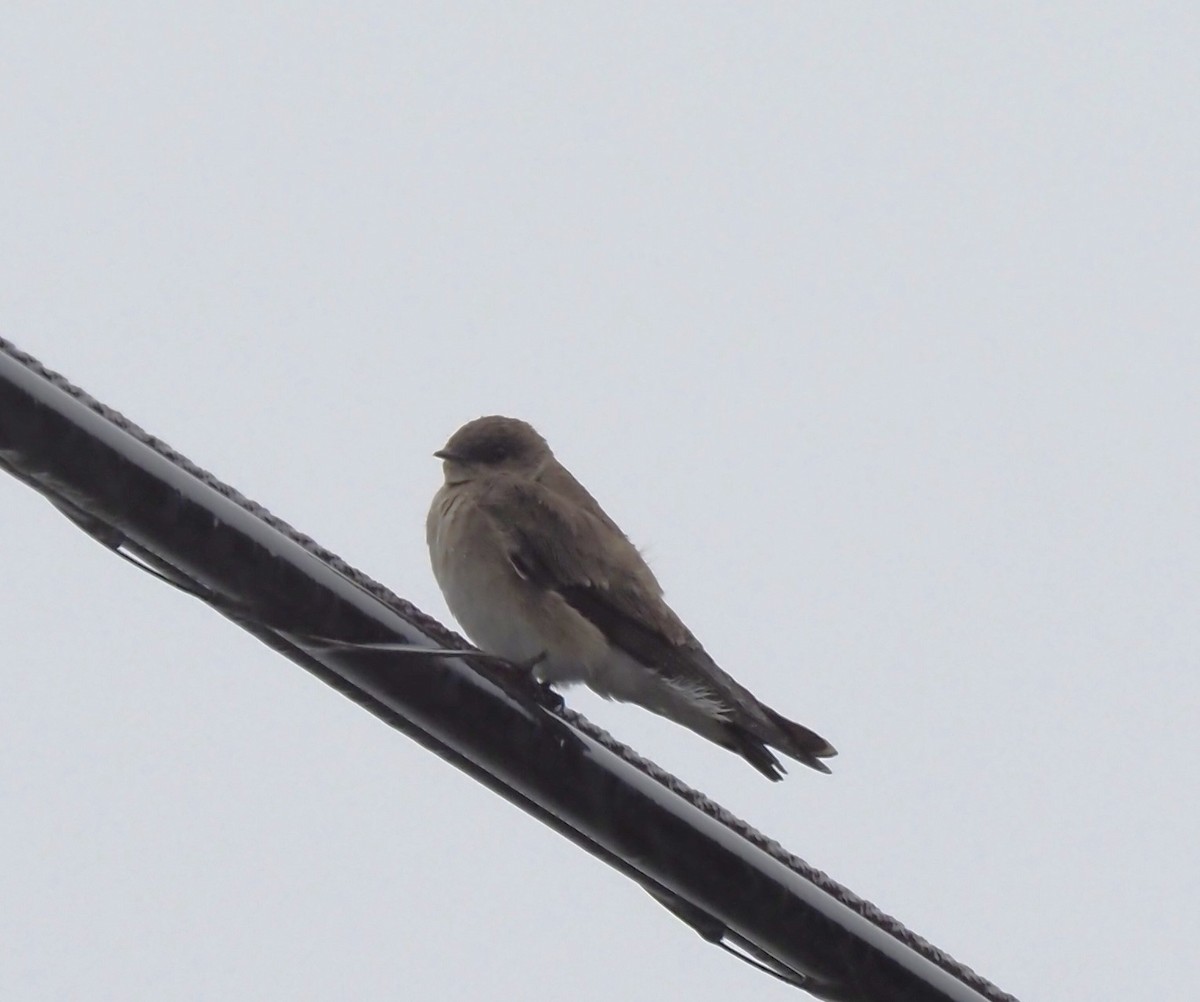 Northern Rough-winged Swallow - ML616829740