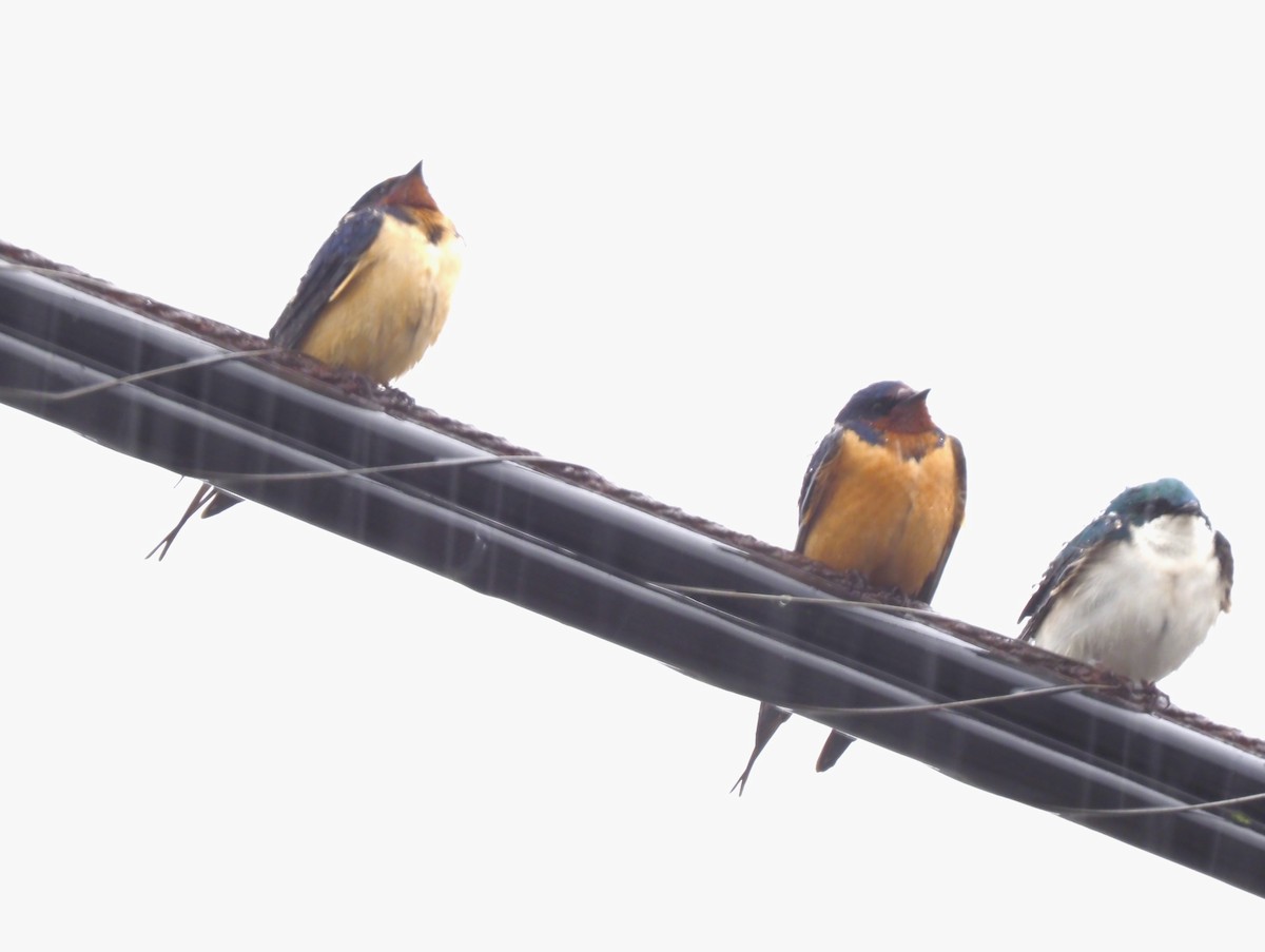 Barn Swallow - ML616829741