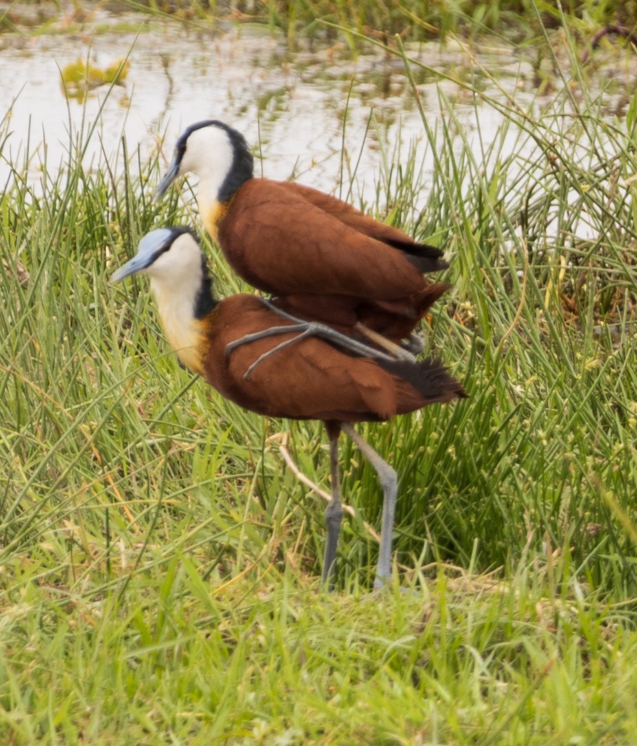 African Jacana - ML616829743