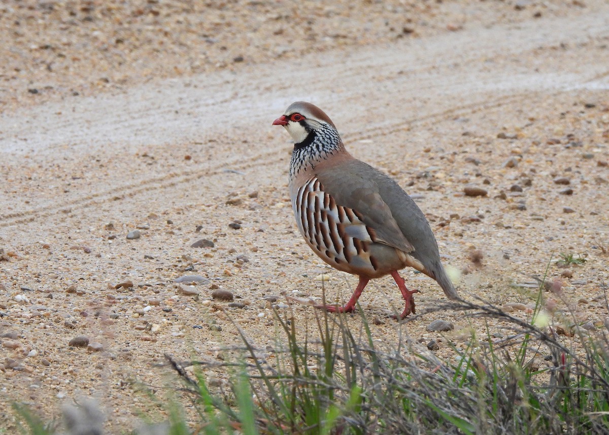 Red-legged Partridge - ML616829748