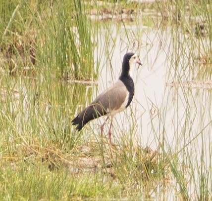 Long-toed Lapwing - Davide Parisio Perrotti