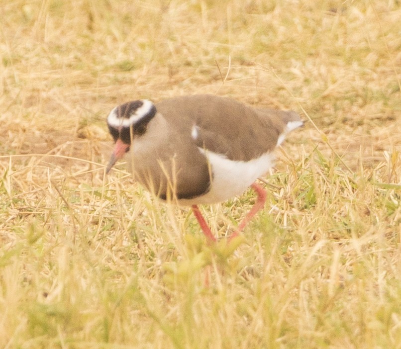 Crowned Lapwing - ML616829863