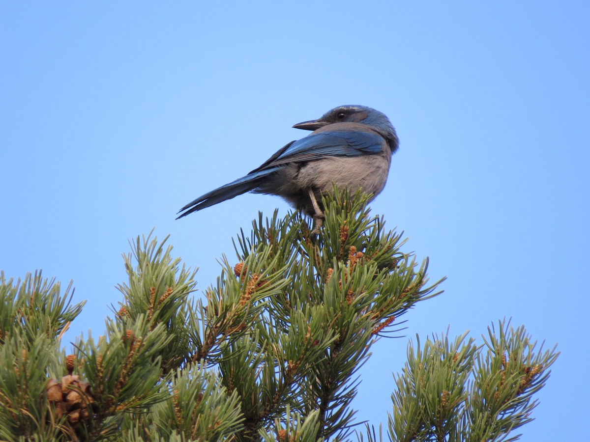 Woodhouse's Scrub-Jay - ML616829869