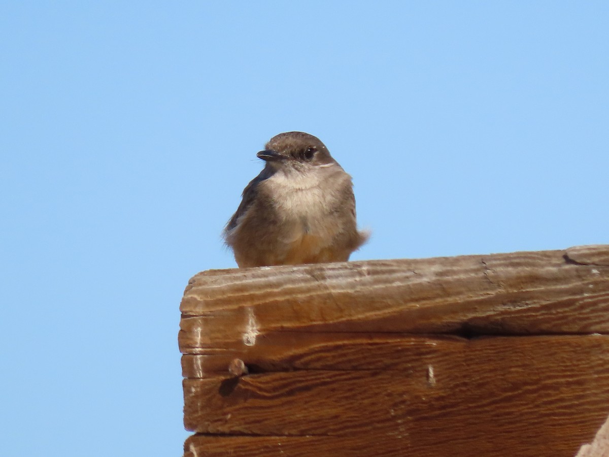 Northern Rough-winged Swallow - ML616829874