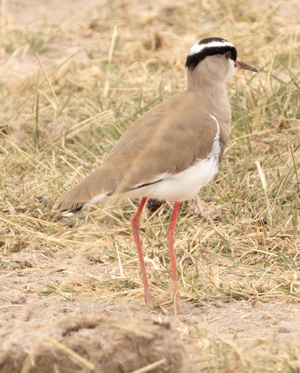 Crowned Lapwing - ML616829878