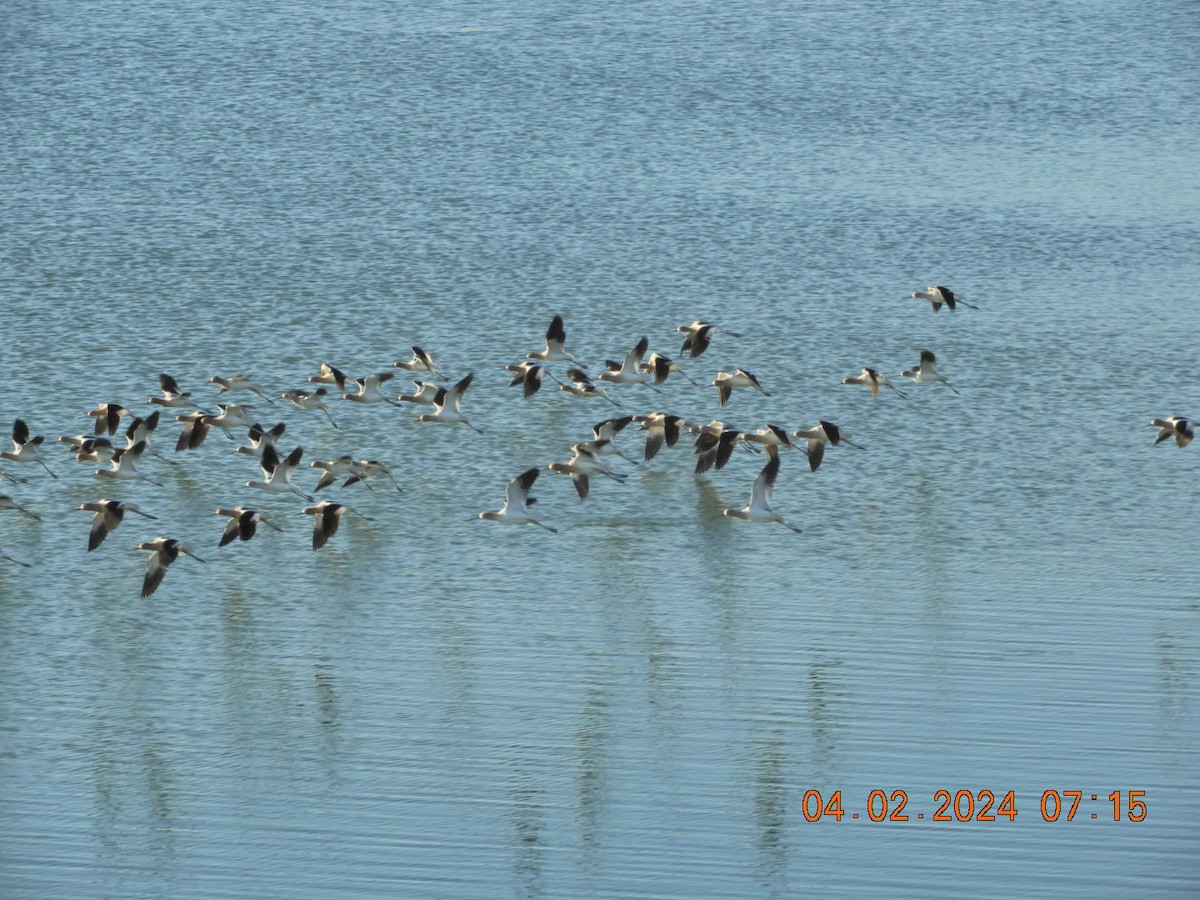 American Avocet - Charles  Ritter