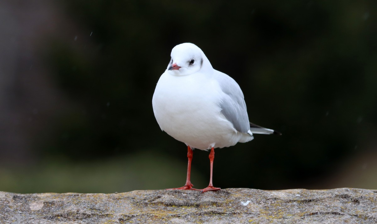 Mouette rieuse - ML616829919