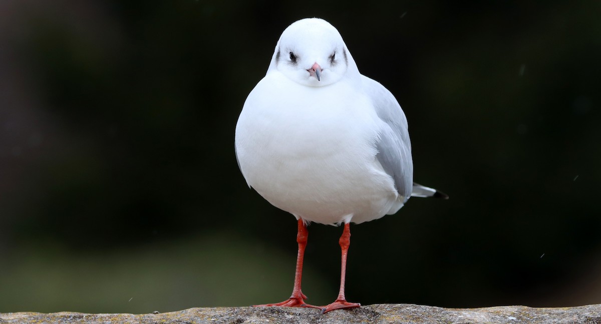 Black-headed Gull - ML616829926