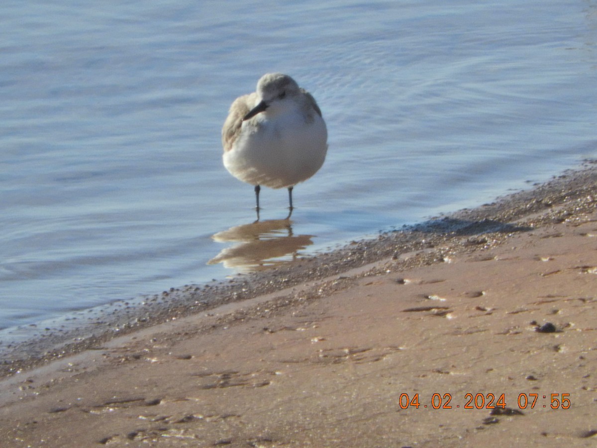 Bécasseau sanderling - ML616829936