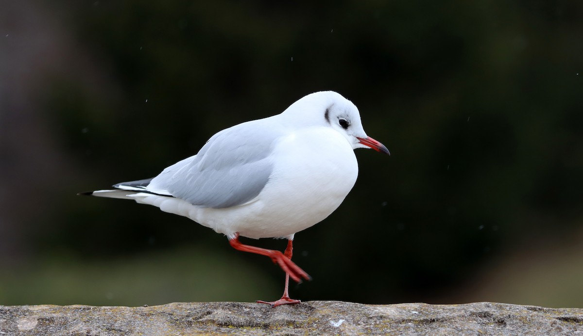 Black-headed Gull - ML616829955