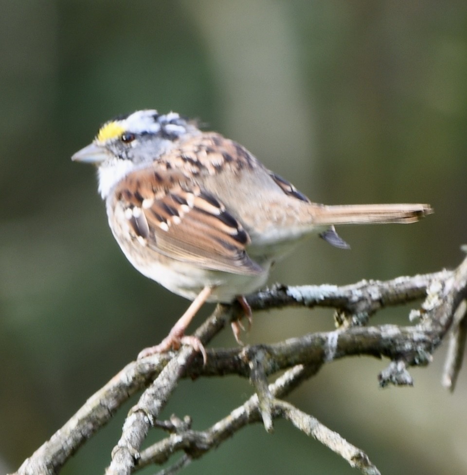 White-throated Sparrow - ML616829968