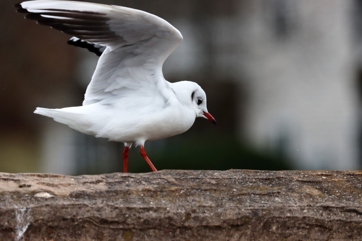 Mouette rieuse - ML616829971