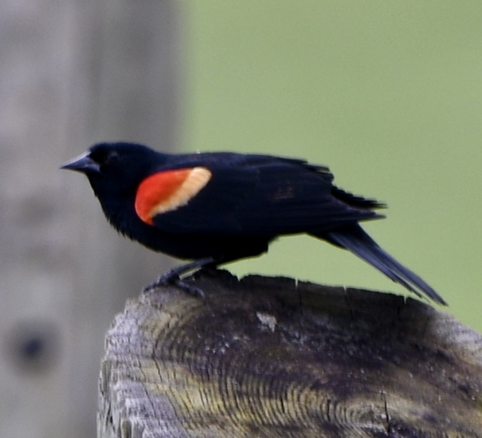 Red-winged Blackbird - ML616829976