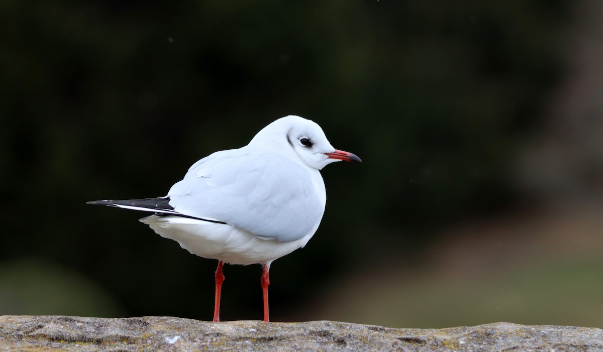 Black-headed Gull - ML616829977