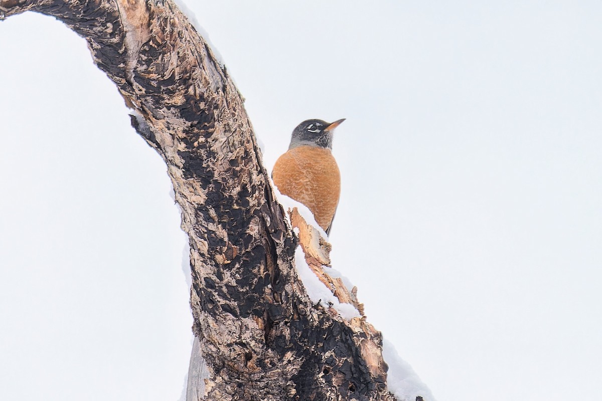 American Robin - ML616829978