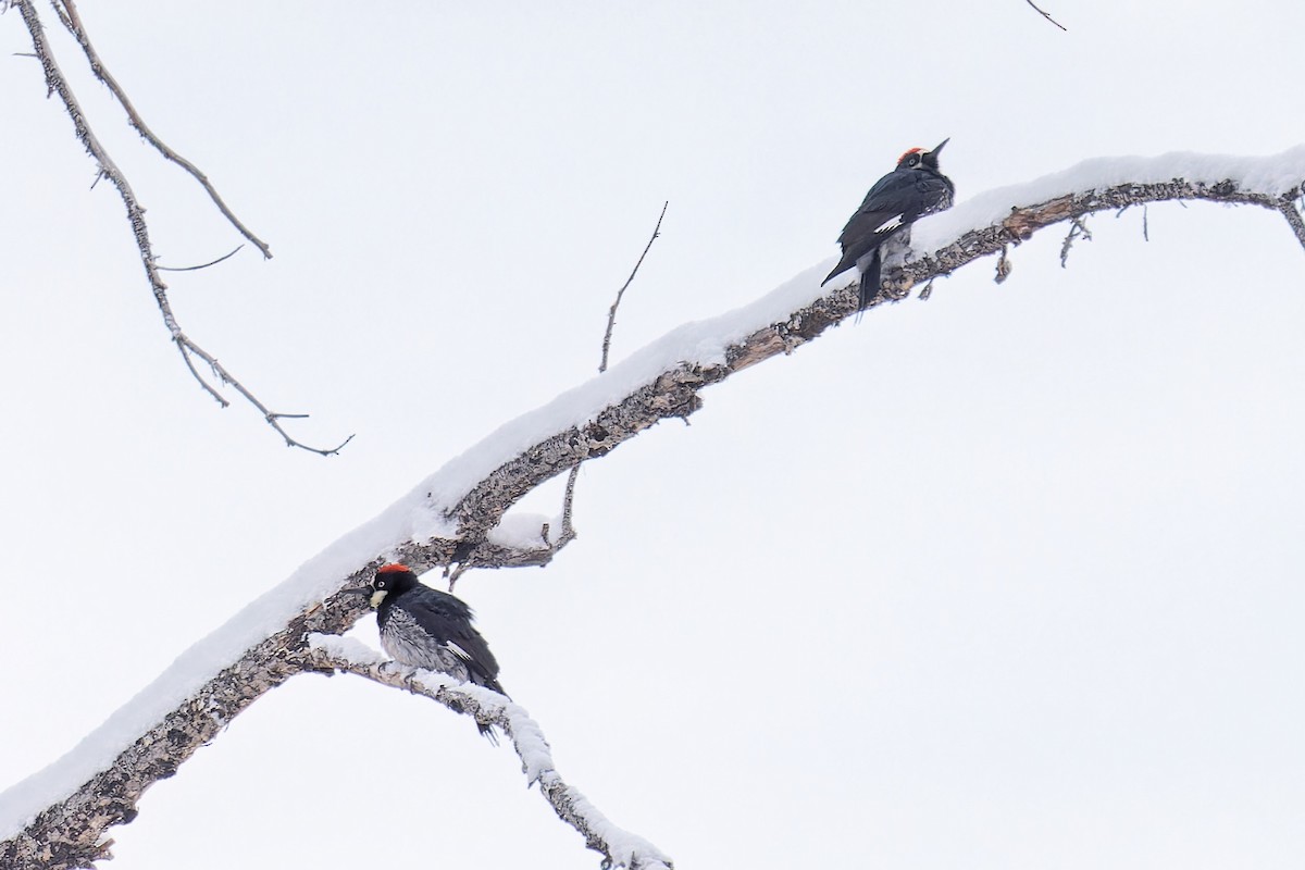 Acorn Woodpecker - Bob Walker