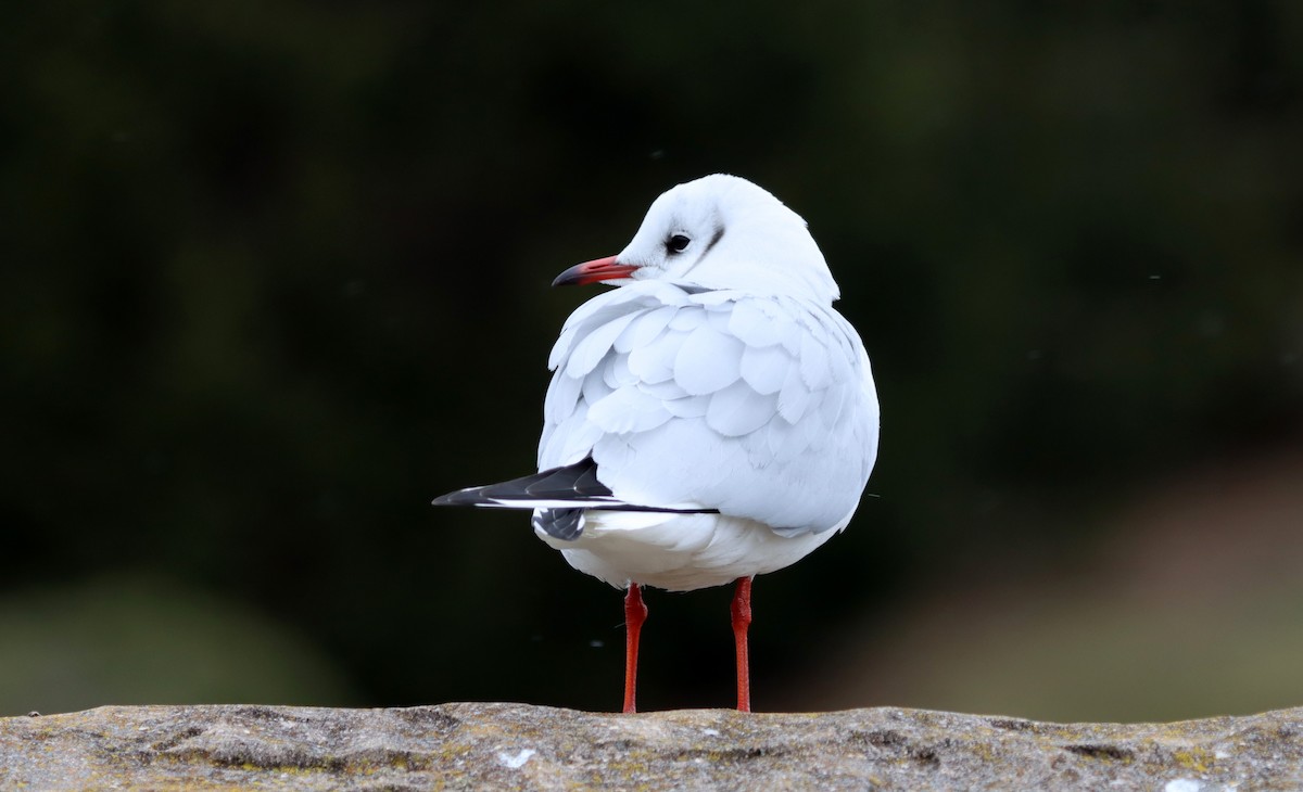 Mouette rieuse - ML616829996