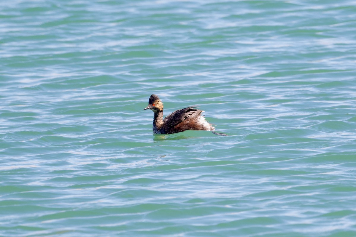 Eared Grebe - ML616830014