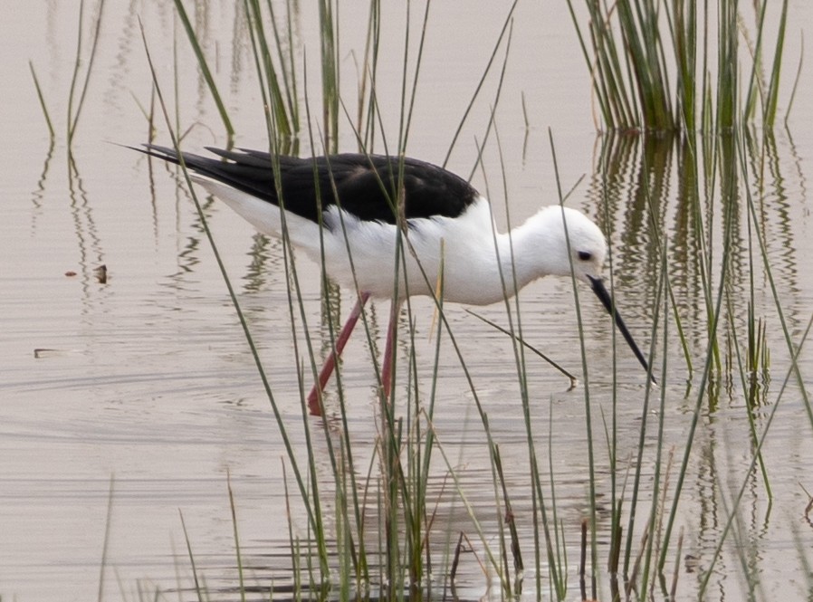 Black-winged Stilt - ML616830063