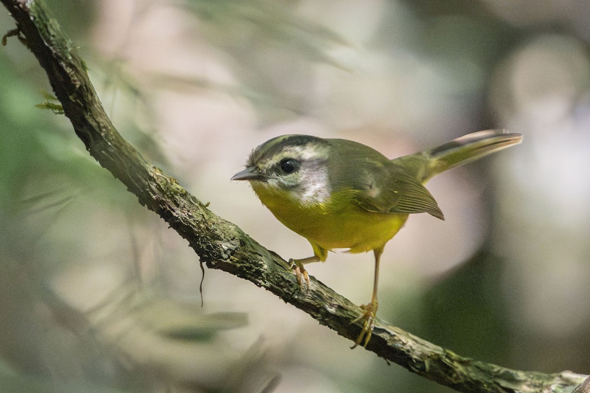 Golden-crowned Warbler - ML616830071