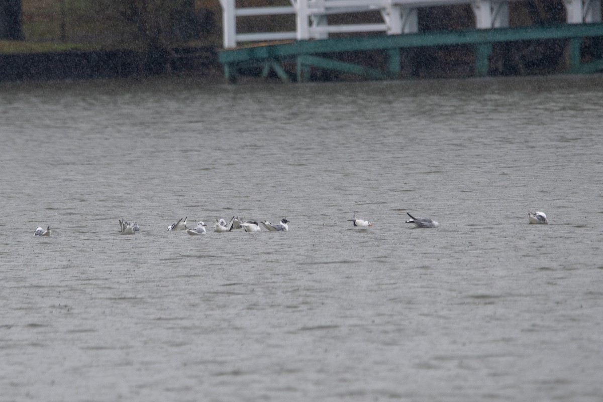 Bonaparte's Gull - ML616830087