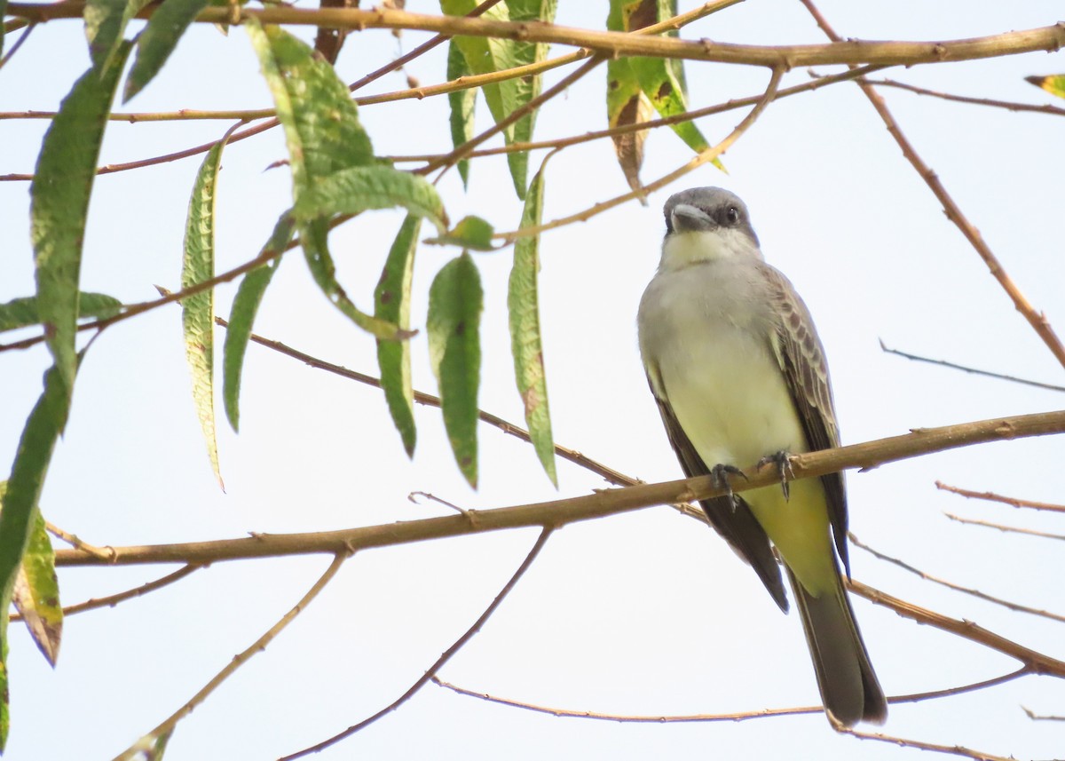 Gray Kingbird - Alejandro Williams Viveros