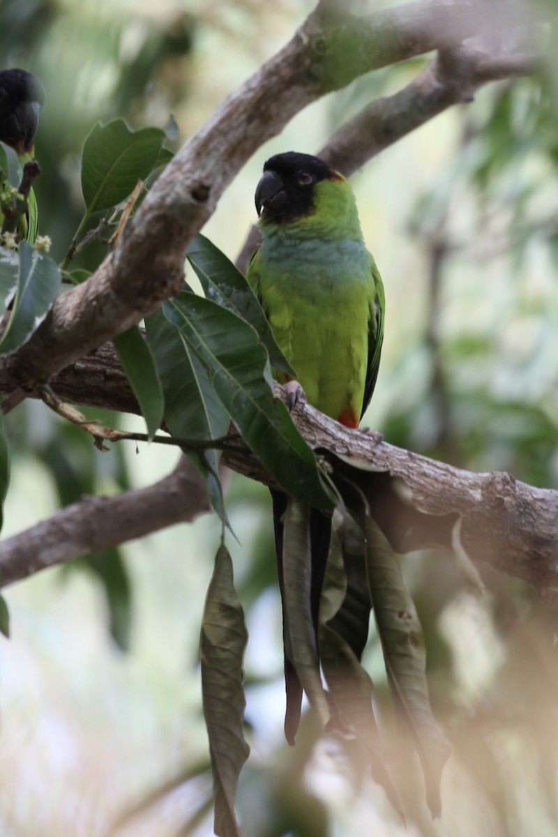 Nanday Parakeet - Tim Cowley