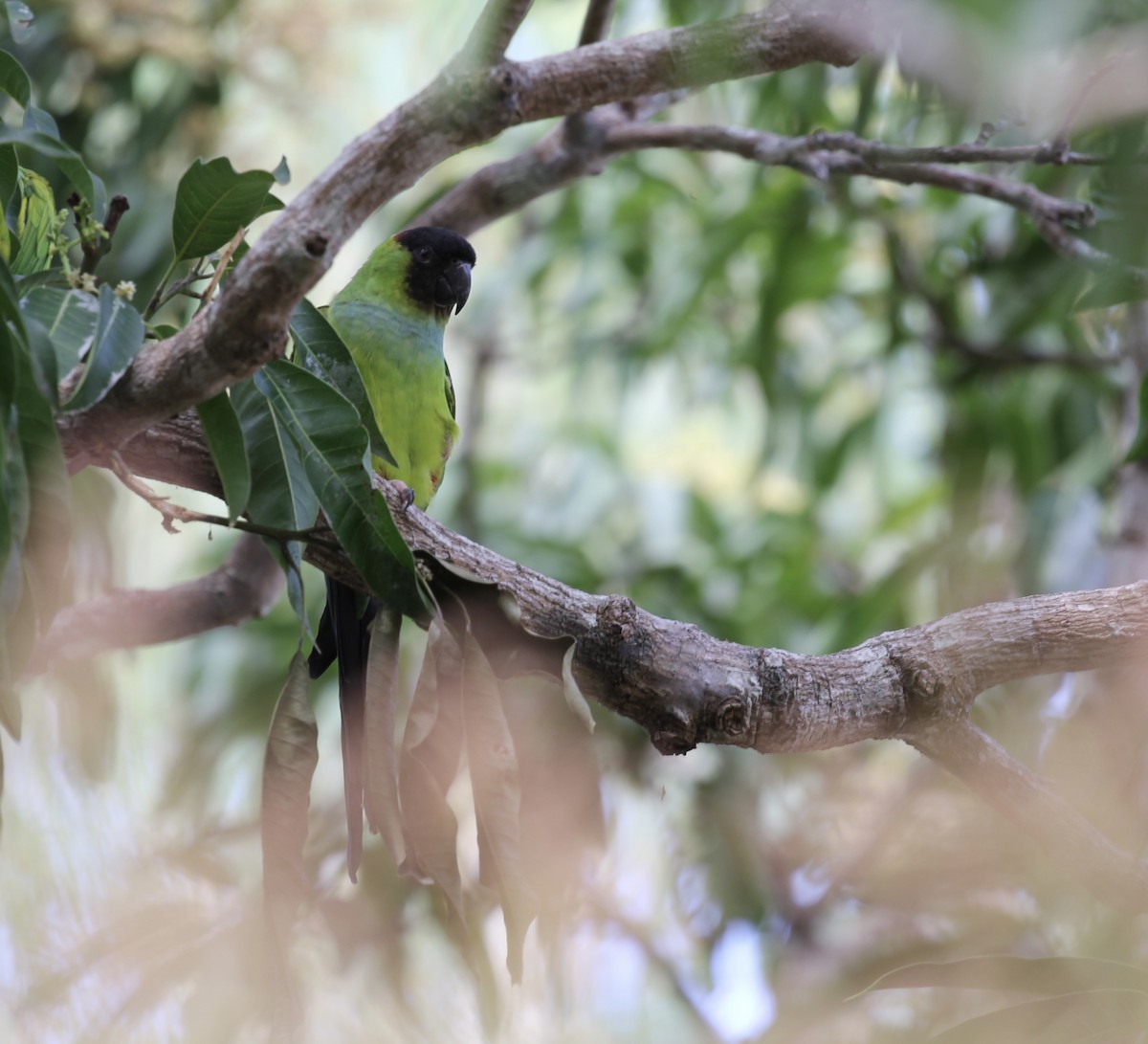 Nanday Parakeet - Tim Cowley