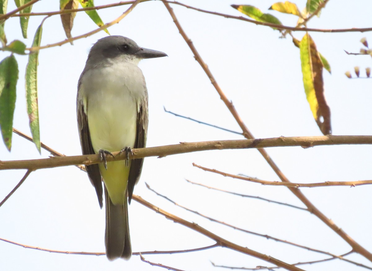 Gray Kingbird - Alejandro Williams Viveros