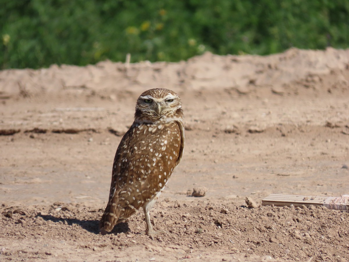 Burrowing Owl - Brent Thomas