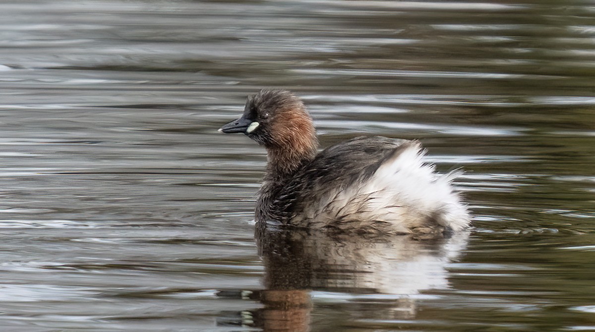 Zampullín Común - ML616830296