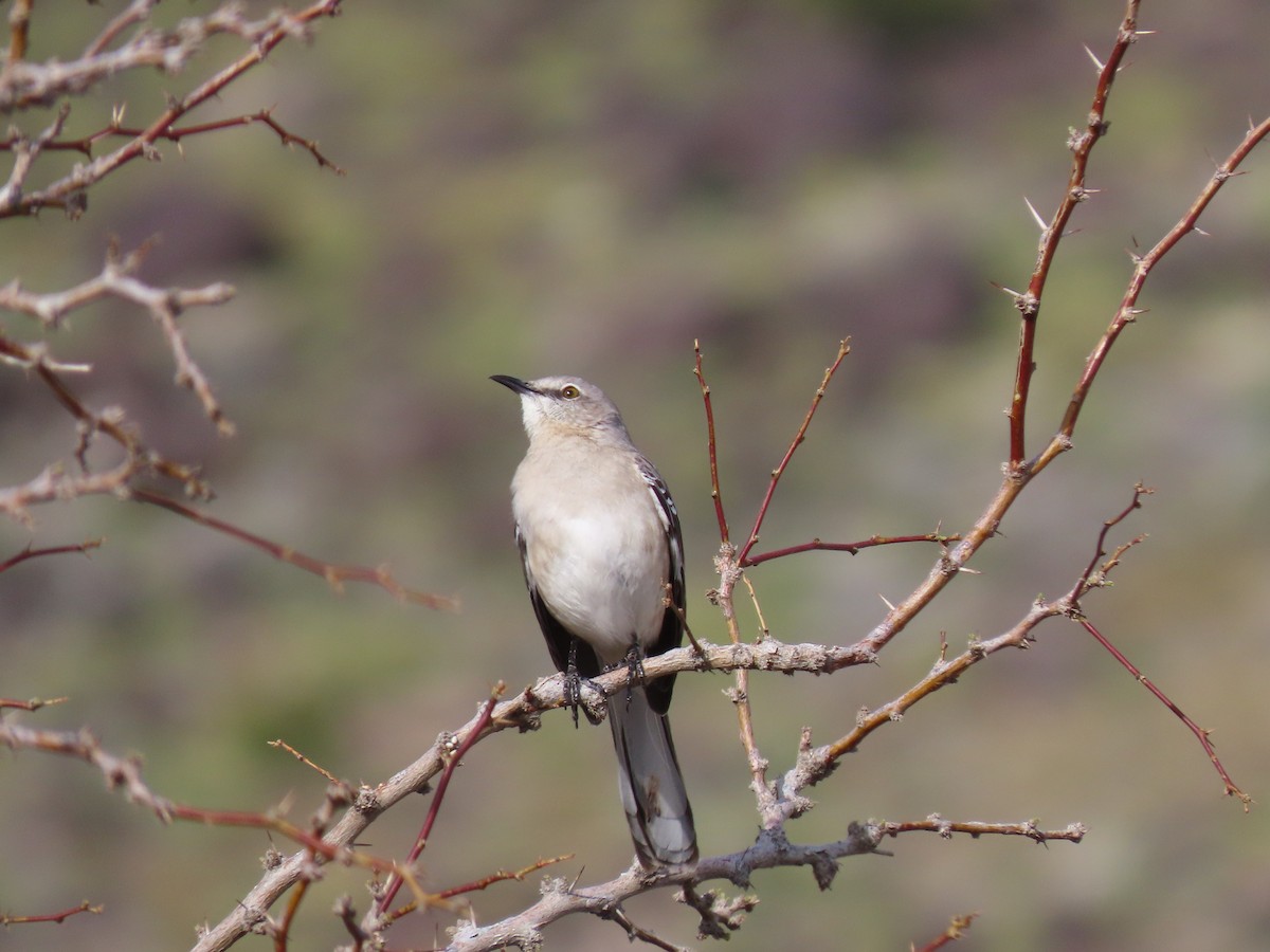 Northern Mockingbird - ML616830297