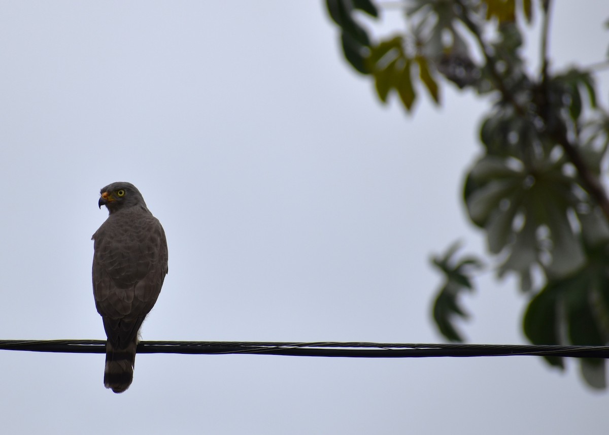 Roadside Hawk - ML616830330