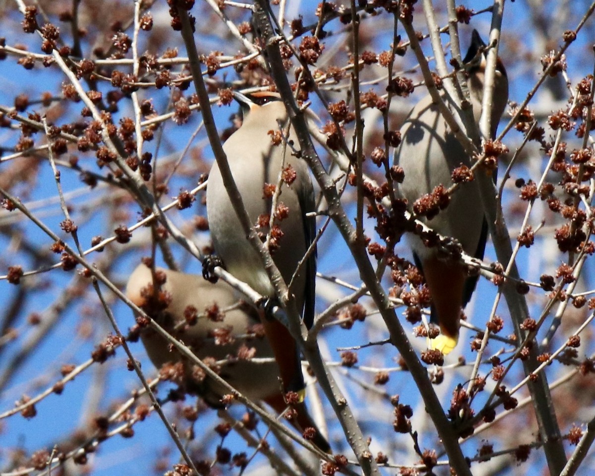 Bohemian Waxwing - Robert Baumander