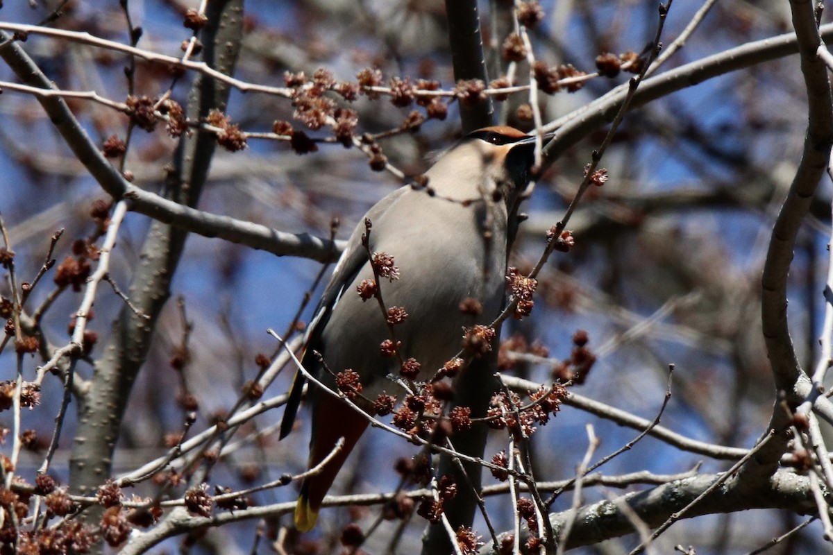 Bohemian Waxwing - Robert Baumander