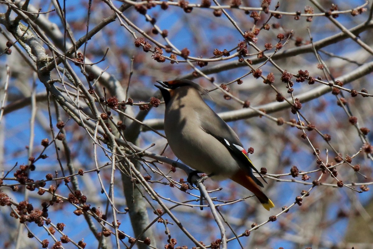 Bohemian Waxwing - Robert Baumander