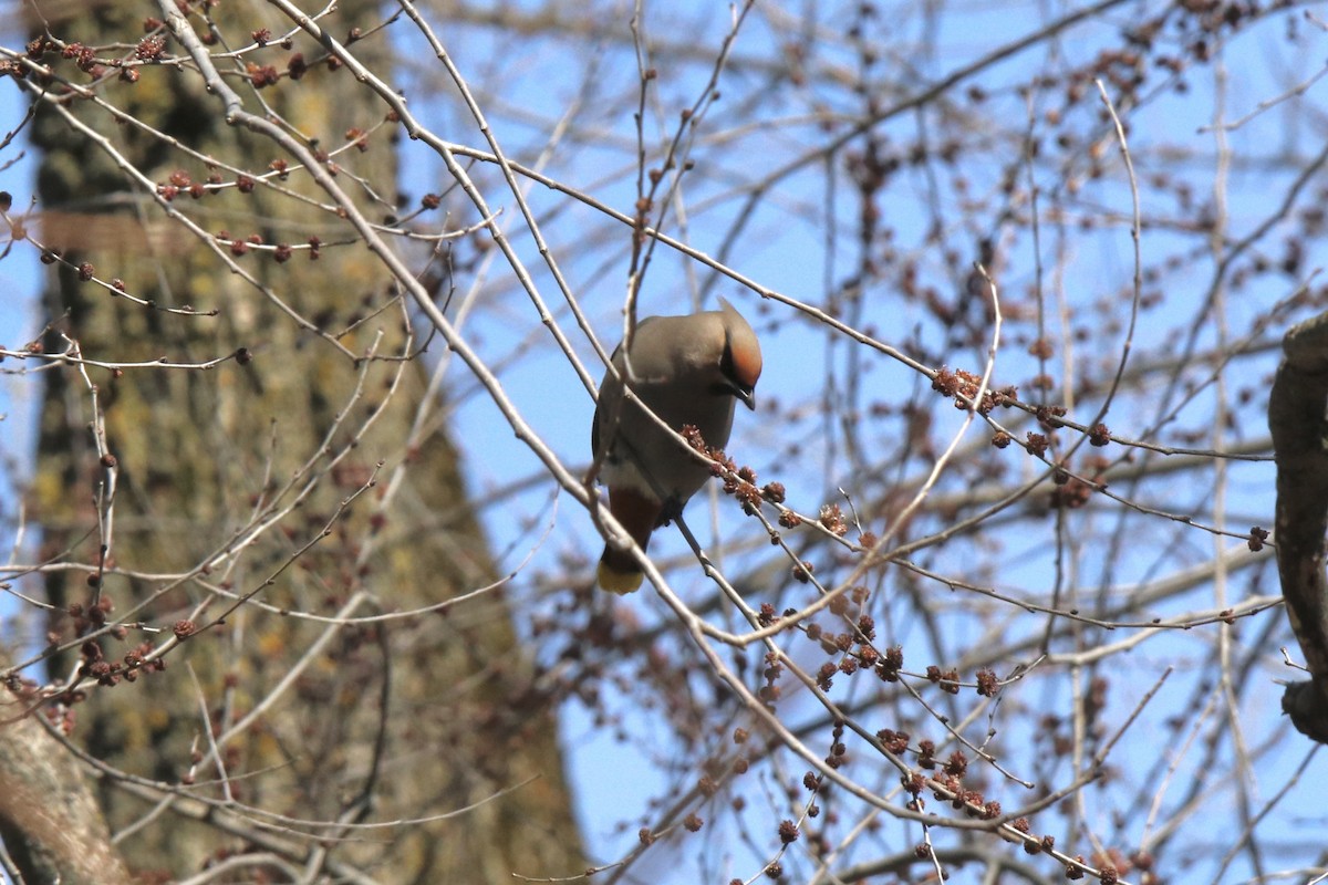 Bohemian Waxwing - Robert Baumander