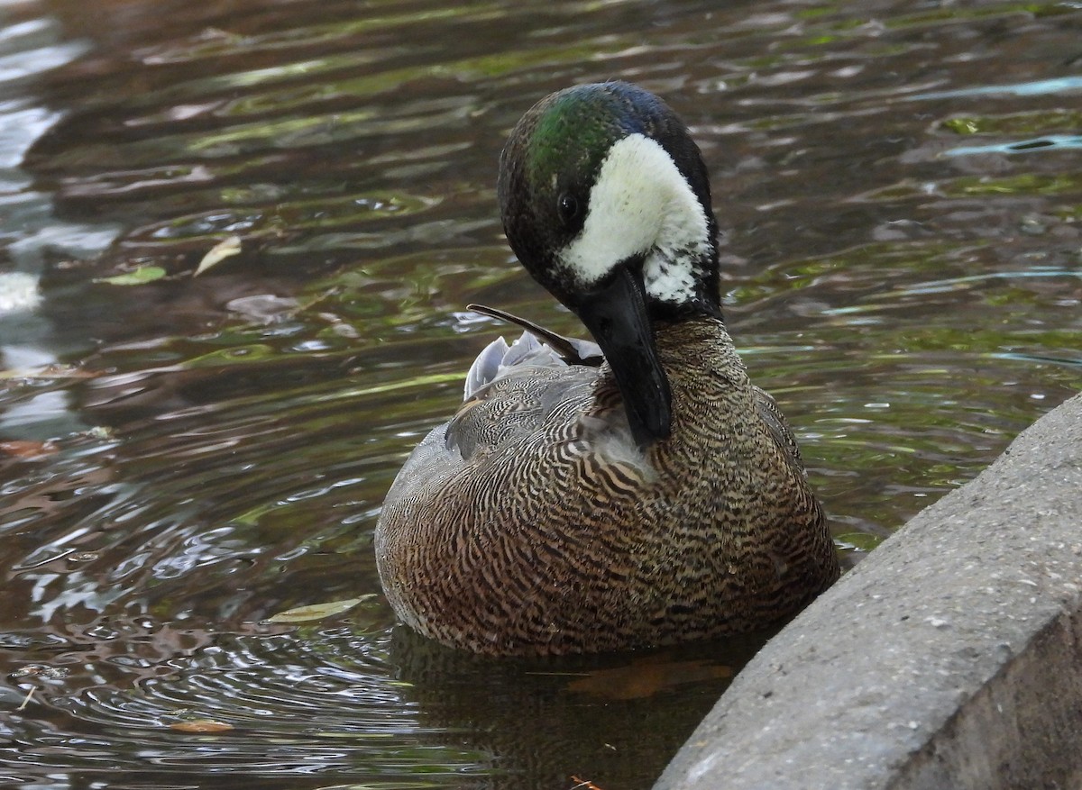 Northern Shoveler x Gadwall (hybrid) - ML616830355