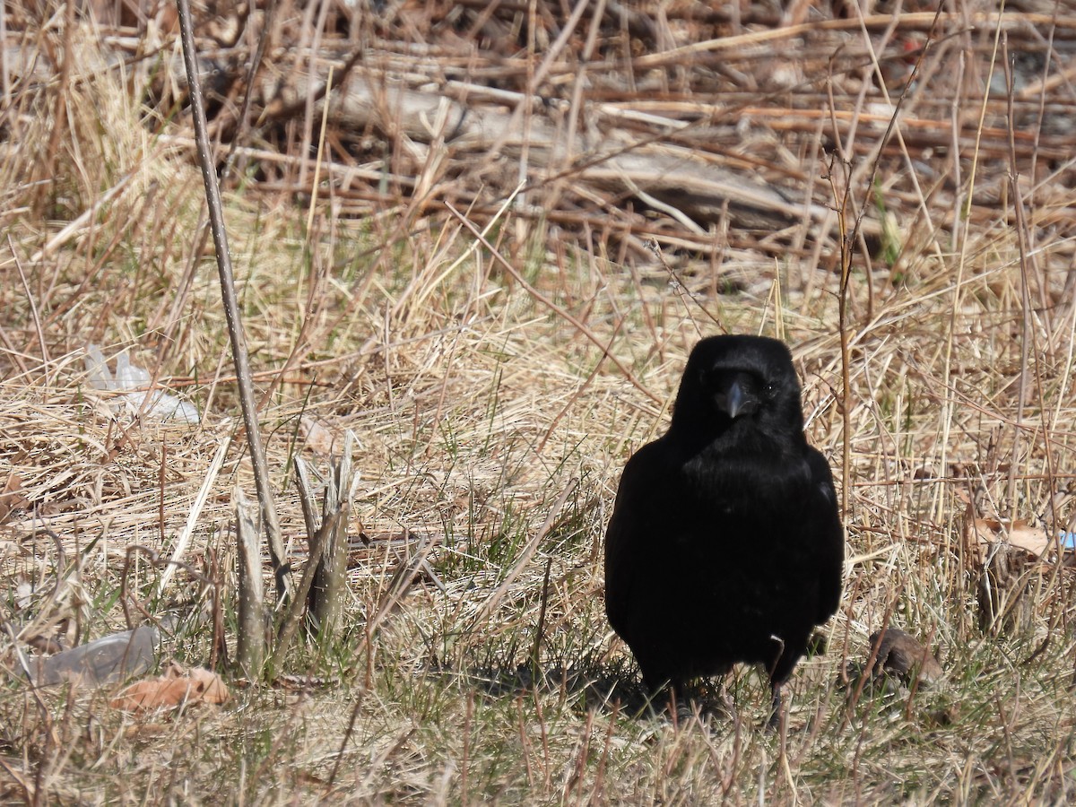 American Crow - ML616830369