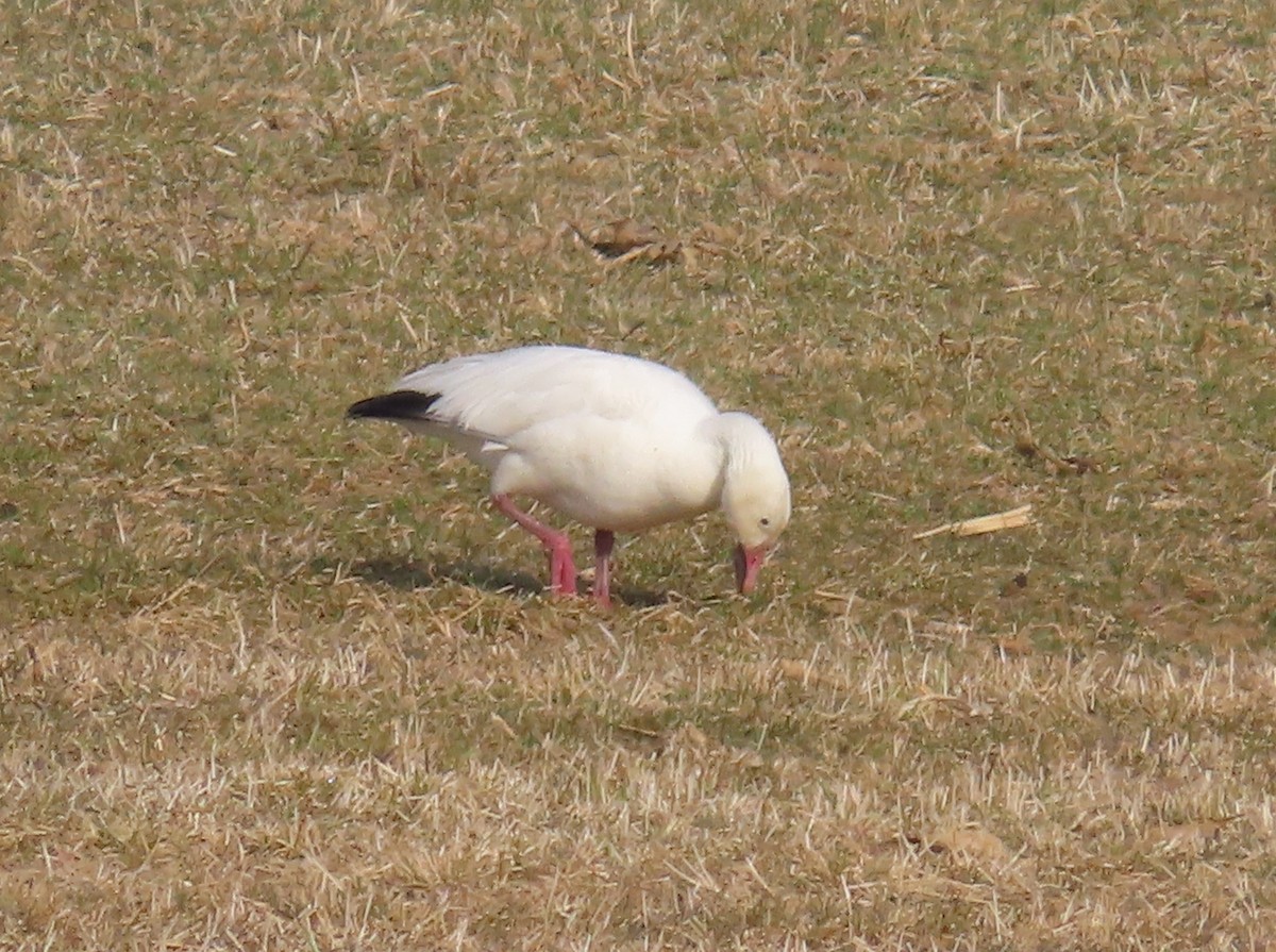 Snow Goose - ML616830398