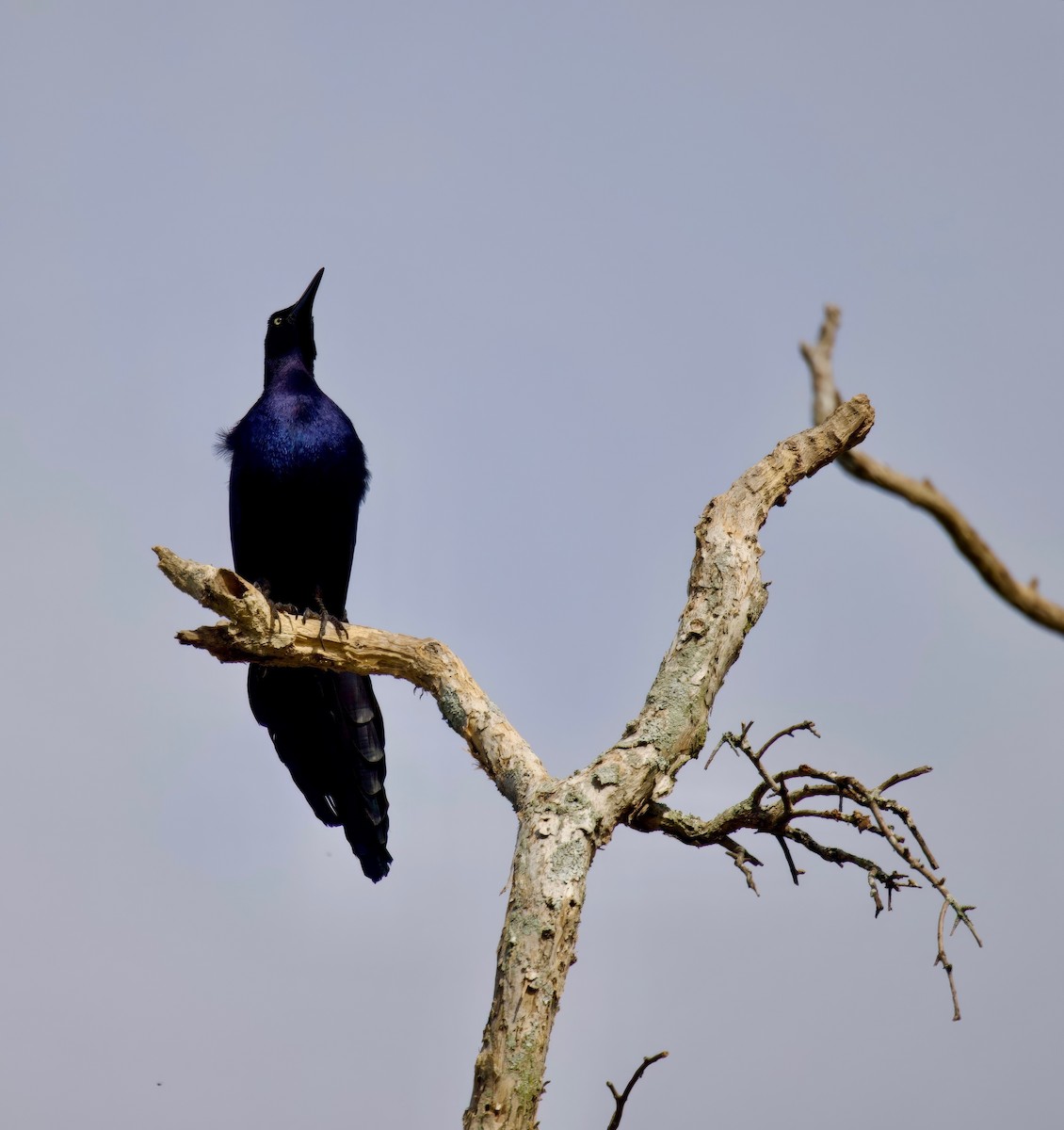 Great-tailed Grackle - ML616830403