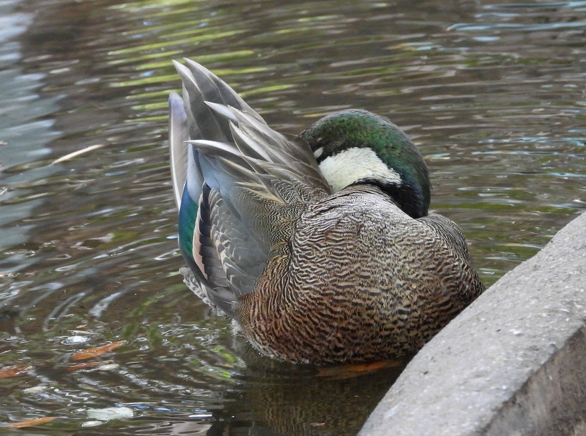 Northern Shoveler x Gadwall (hybrid) - ML616830430