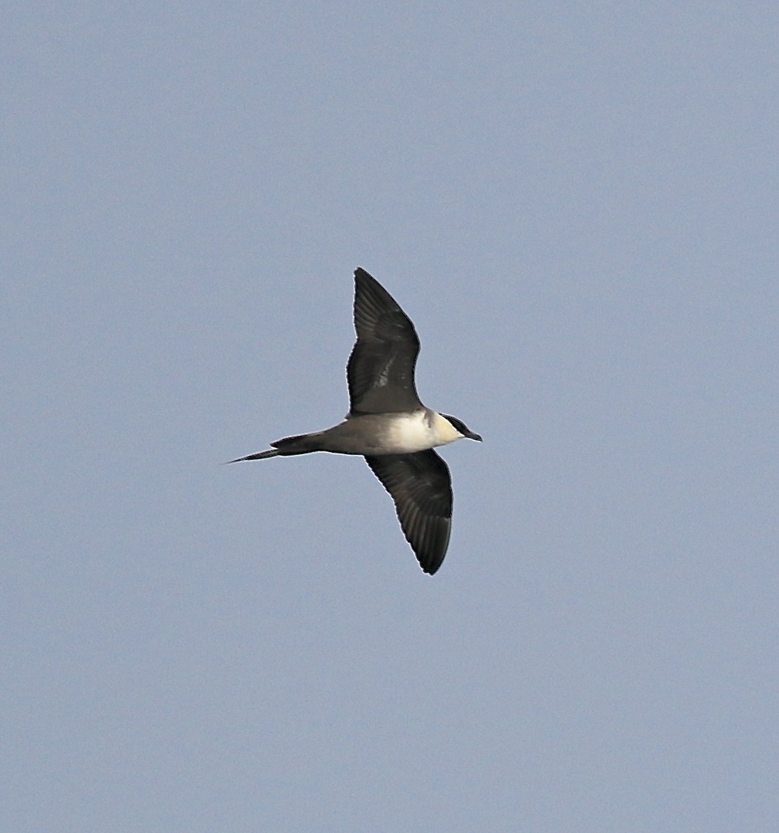 Long-tailed Jaeger - ML616830435